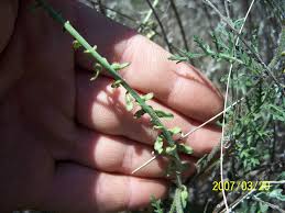 Image result for Carrichtera annua