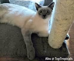 Abu's Inspiring Journey: Overcoming Adversity