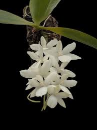 Image result for Angraecum conchiferum