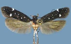 Image result for Argomuellera