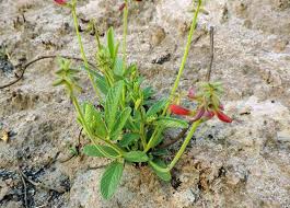 Image result for Eriosema pauciflorum