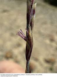 Image result for Poa binata