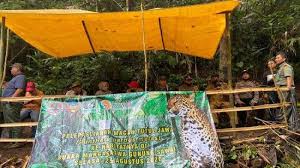 Wisata ternak kandang macan : Horee Pasca Rehabilitasi Akhirnya Macan Tutul Si Abah Pulang Ke Gunung Sawal Bandung Kita