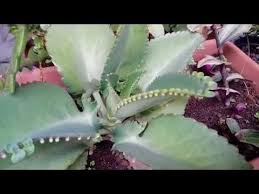 Aranto Planta Medicinal Youtube Plants Succulents