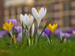Aber wann blühen nun eigentlich welche blumen? Krokus In Diesen Farben Bluht Der Bekannte Fruhbluher