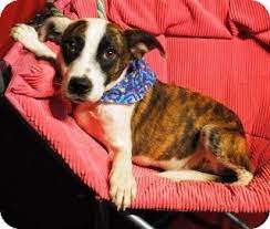 Yp puppy rescue will provide to the new owner all relevant information, eg. Don T You Want To Adopt A Dog Named Aldo Who Has A Sweet Disposition And Very Handsome Neutered Too Parker Co Animal Sh Dog Adoption Animal Help Save A Dog