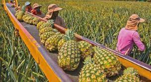 En costa rican, es una pagina de noticias y reseñas sobre costa rica, su. La Pina Deja Huellas Amargas En Costa Rica Surcossurcos