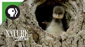 Typically, plants make up to 80% of a wood duck's diet. Ducklings Leave The Nest Nature Nuggets Youtube