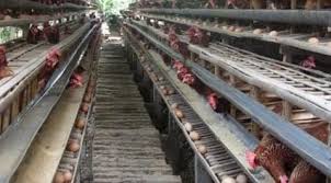 Ada beberapa ayam jantan yang memang dapat bertelur. Obat Perangsang Ayam Petelur Alami Mudah Diaplikasikan Dan Ekonomis