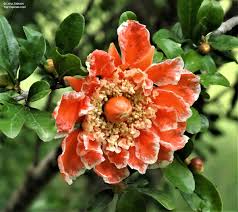 Image result for Punicaceae