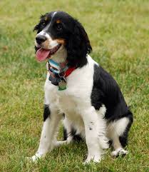 40 Medium Sized Dog Breeds That Are The Perfect First Pet For Any Family Family Dogs Breeds Dog Breeds Dog Breeds Medium