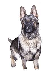 I began breeding and training standard coat german shepherds 30+ years ago and now specialize in breeding long coat german shepherds (sometimes called long hair gsds) with soft temperaments, supreme trainability, and unparalleled devotion to their family. German Shepherd Breeders In New York Vonsila Kennels