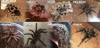 My spiders! by Piromane -- Fur Affinity [dot] net