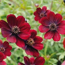 Cosmos Chocolat Chacomocha Cosmos Atrosanguineus Fleurs Et Parfum Chocolat En 2020 Fleurs Cosmos Fleurs Annuelles Fleurs