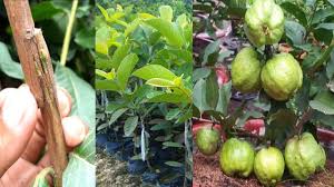 It's also a method of using a root system better adapted to soil, climate and diseases than that produced naturally by an ungrafted tree. Guava Z Grafting Technique That Works 100 Youtube Grafting Grafting Fruit Trees Plant Care
