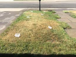 I left the bermuda at about 2 inches through the winter so that i could protect and insulate my turf through the harsh winter weather we get down i know it may seem like it when you're scalping it like this. I Feel Like Bermuda Is The Exact Opposite Of Everything Else Lawncare