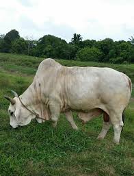 What does kandang lembu mean in malay? Kandang Lembu Jantan In English Penternakan Lembu