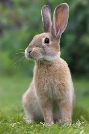 What Is The Difference Between A Rabbit And A Hare Animals Raising Rabbits Rabbit Pictures