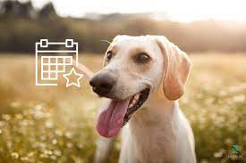 De hecho, cada vez más personas desean celebrar su amistad con los cánidos, no solo organizándoles fiestas de cumpleaños para perros, sino también en ocasiones señaladas, como puede ser en el día del perro. Cuando Es El Dia Del Perro Fechas Segun El Pais