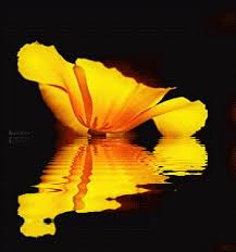 I wish smiles, love, hugs, luck and every good thing for you on your birthday! H0lo7myo06 By Keith S Flowers Gif Beautiful Flowers Animation