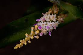 Image result for Aidia micrantha