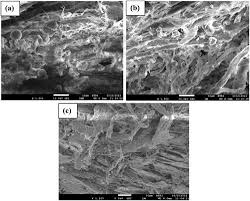 Image result for Tessmannia burttii