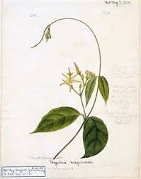 Image result for Cryptolepis hypoglauca