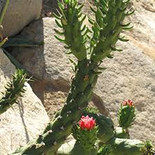 Image result for Austrocylindropuntia