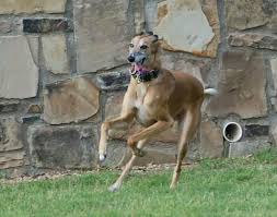 Pin By Kathleen S Art Creations On Greyt Greyhounds Greyhound Pictures Crazy Dog Cute Baby Puppies