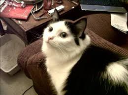 Florentina Freeman Obituary (2011)