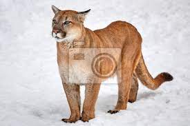 Check spelling or type a new query. Puma Im Wald Einzelne Katze Im Schnee Wildtiere Amerika Fototapete Fototapeten Spy Killer Stalking Myloview De