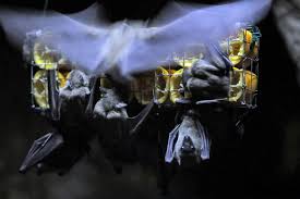 Marburg virus was first recognized in 1967, when outbreaks of hemorrhagic fever occurred simultaneously in the reservoir host of marburg virus is the african fruit bat, rousettus aegyptiacus. 25a3n6sjkn J1m