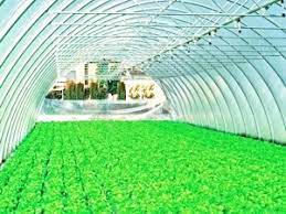 7,700 lei constructii solarii legume din gama economica solarii flori constructie solar. Cat Se Poate Castiga Dintr O Afacere Cu Cateva Solarii Cu Legume Ruralonline