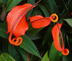 Photo Of Pigtail Anthurium Anthurium Scherzerianum Uploaded By Hemnorth Anthurium Anthurium Plant Garden Care