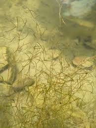 Image result for Potamogeton pusillus