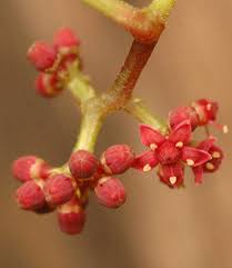 Image result for Ampelocissus obtusata