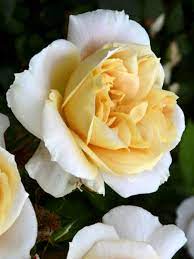 The following 13 files are in this category, out of 13 total. Rose Lions Rose