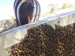 Uniformed professional technicians with clearly marked vehicles. Don S Bees Termites Weeds Pest Control Peoria Az Bee Removal Phoenix Az Bee Removal