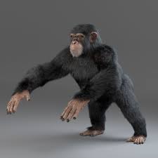 Chimpanzee Maya 3d Model Chimpanzee Animals Silverback Gorilla