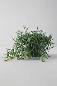Image result for Senecio hadiensis