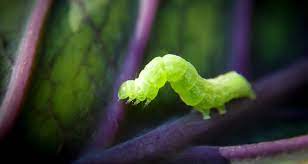 Most home lawns in california do not need to be treated with pesticides if proper cultural practices are followed. 22 Ways To Combat Garden Pests Naturally Farmers Almanac