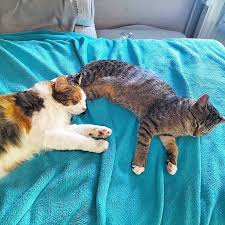 Back Home First Cuddle A Round Cuddling Cat Photography Cats