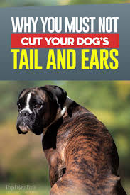 It's hard to comprehend why tail docking continues as an accepted, routine practice in the u.s. A Case Against Cutting Dogs Tails And Ears And Why You Mustn T Do It