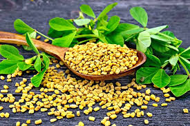 Fenugreek is a natural breast enlargement herb. Is It Safe To Eat Fenugreek Methi During Pregnancy