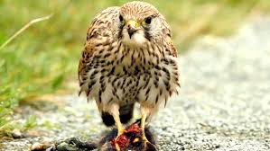 Where you see a raptor—in a tree, atop a pole—gives you a good first clue to its identity. Watch Wild About Raptors Birds Of Prey Prime Video