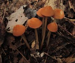 Image result for Marasmius opacus