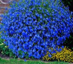Image result for Lobelia uliginosa