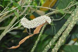 Image result for Anchomanes