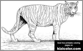 No pintarcolorir você ainda pode encontrar muitos outros desenhos de animais para colorir. Desenho De Tigre 4 Para Colorir Paginas Para Colorir Imprimiveis Para Criancas