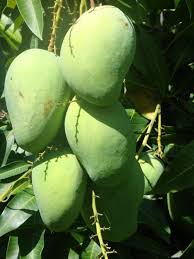 Nama saintifik bagi kelapa sawit ialah elaeis guineensis. Mangga Harum Manis Ada Grednya Lazatnya Bukan Sebarang Mangga